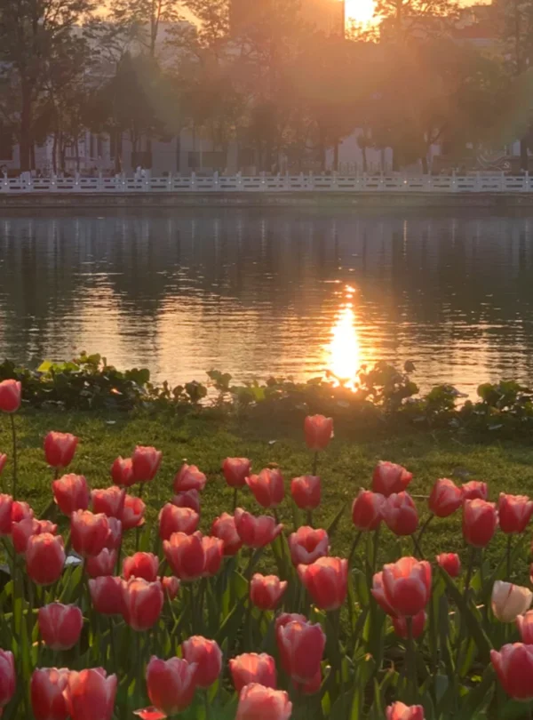 昆明翠湖公園湖畔鬱金香花海景觀，粉紅色鬱金香盛開於草地前景，夕陽灑落在湖面形成金色倒影，湖畔樹木與白色欄杆映襯寧靜氛圍，展現昆明翠湖公園優美且浪漫的城市自然風景。