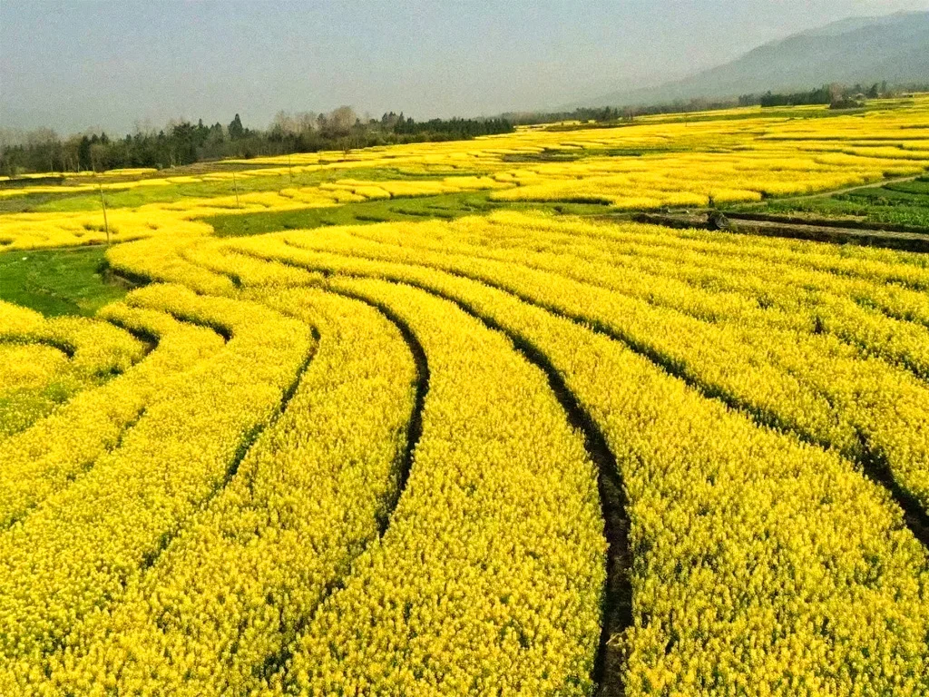 Jietou rapeseed flowers 1 騰衝界頭油菜花田的高空視角,蜿蜒的田埂與金黃花海交織成天然的大地藝術,是春日限定的視覺震撼。