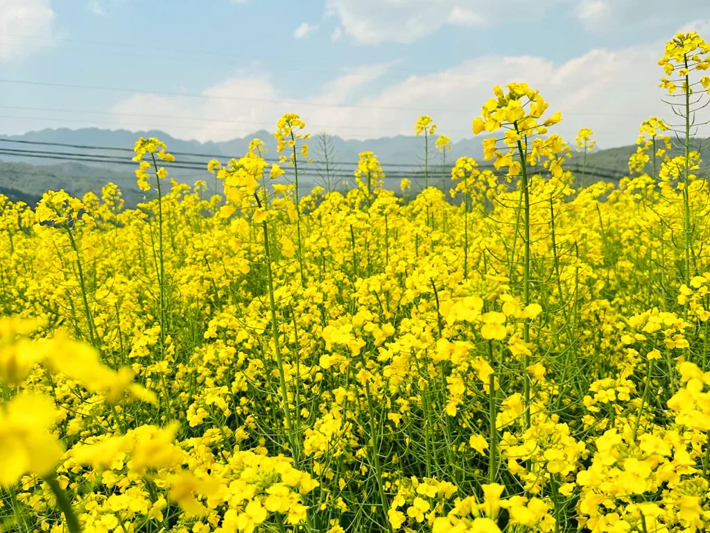 Jietou rapeseed flowers 騰衝界頭油菜花田的近距離視角,高聳的花株與飽和的金黃色,把春日的治愈氛圍拉滿。