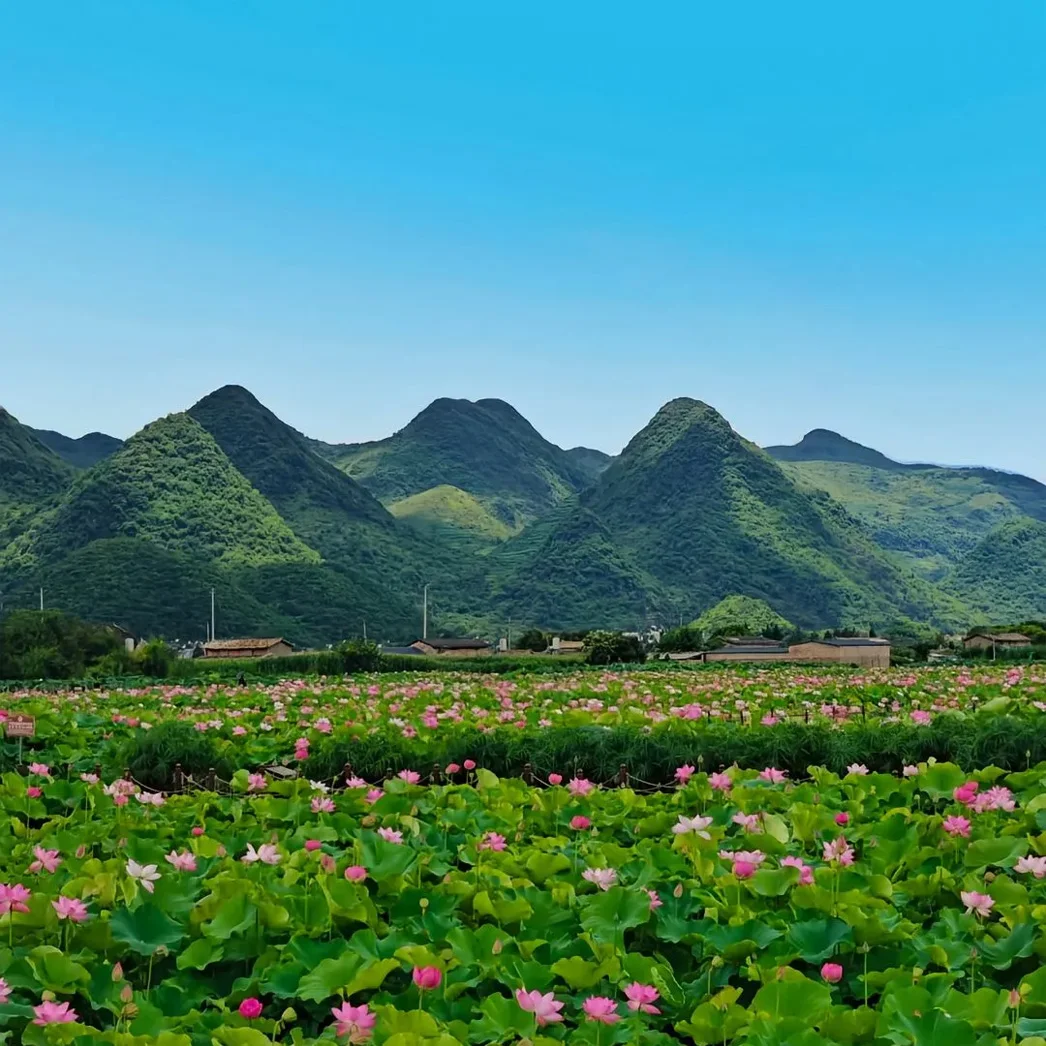 普者黑廣闊的粉紅荷花海與綠色蓮葉,背景為晴空下起伏的綠色喀斯特山脈。