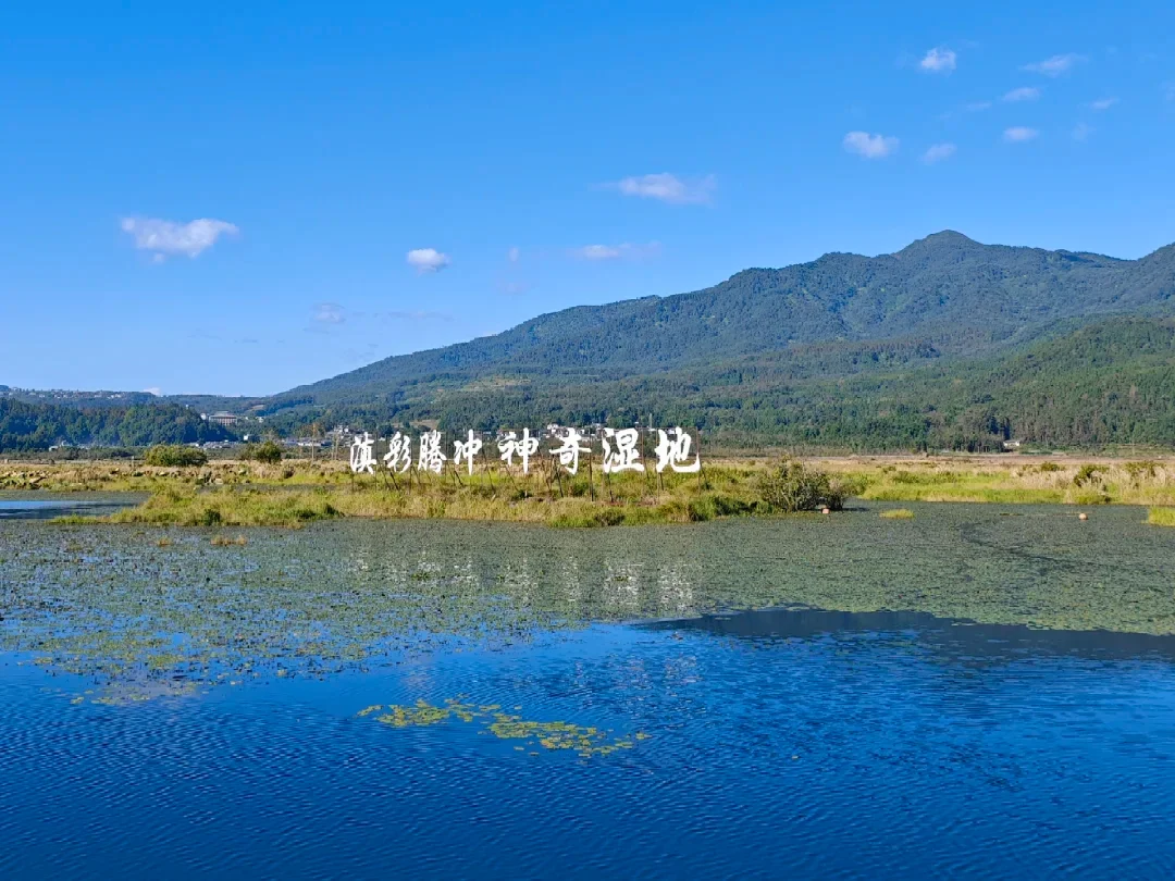 騰衝北海濕地公園,被稱為「神奇濕地」,擁有獨特的漂浮草排生態,是火山堰塞湖形成的高原濕地秘境。