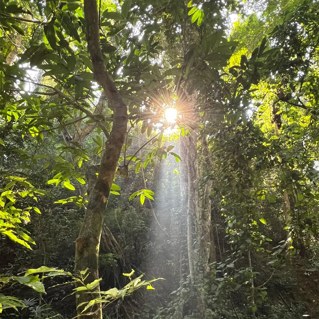 西雙版納勐臘植物園,原始熱帶雨林頂層樹冠灑下神聖耶穌光,穿透濃密綠葉的金色光束,宛如人間仙境,是西雙版納雨林生態絕美秘境。