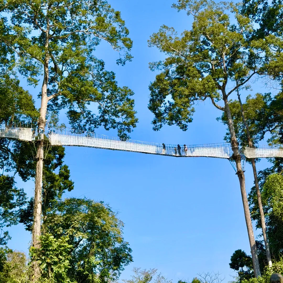 wangtianshu rainforest canopy walk 西雙版納望天樹景區高空雨林棧道景觀