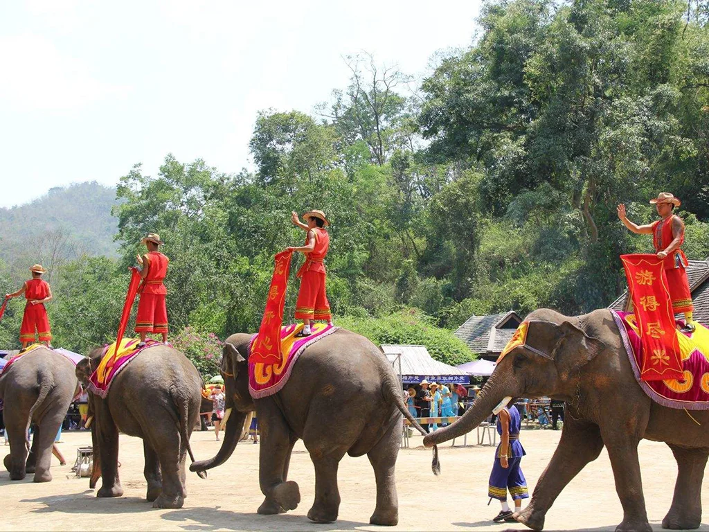 xishuangbanna wild elephant valley elephant show performance 西雙版納野象谷大象表演與民族文化活動