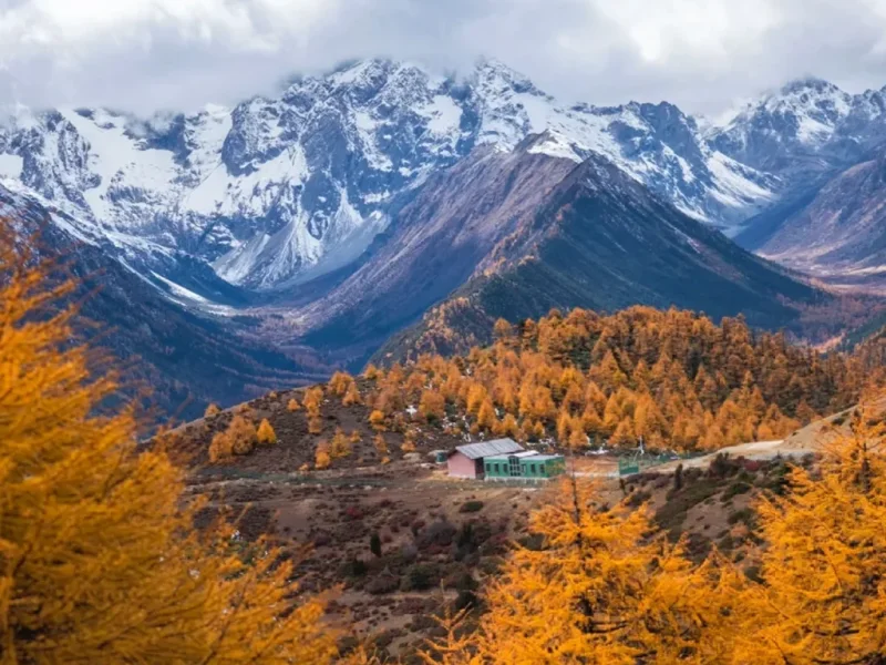 在 白马雪山，金黄林海铺展山间，远处雪峰巍峨，云雾缭绕，呈现出层次丰富的高原秋冬景观。