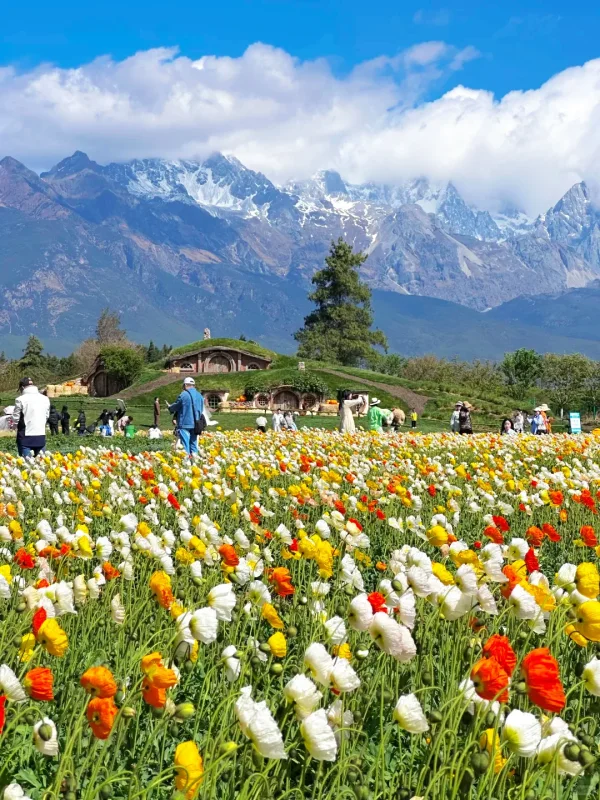 Spring Scenery in Lijiang 3 rltys2ok0tb4kqke9szp87lbtovdn5flplw762885c 麗江春季花海景色,遊客漫步花田,背景為玉龍雪山。
