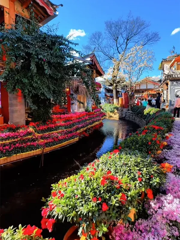 Spring Scenery in Lijiang 5 麗江古城春季景色,小橋流水與鮮花點綴的街道風光。