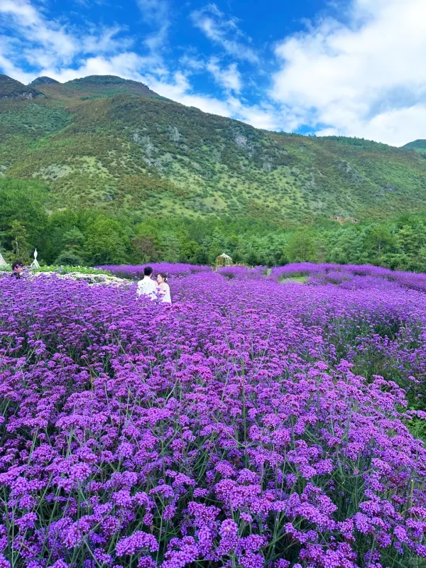 Summer Scenery of Lijiang 2 rlu9y1dwn9kfhkow321709yl0ln4bg7an58acw8da8 麗江夏季大片紫色花海,背景為青山與藍天。