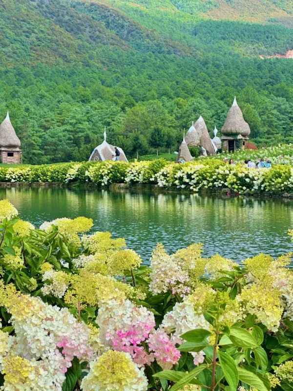 Summer Scenery of Lijiang 麗江夏季湖畔繡球花盛開,搭配綠色山林景觀。