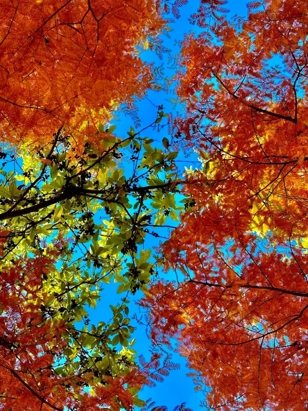 lijiang autumn red leaves 麗江秋季紅葉與藍天交織的樹冠景觀。