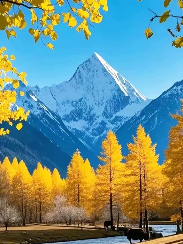香格里拉秋季金色樹林與雪山背景畫面