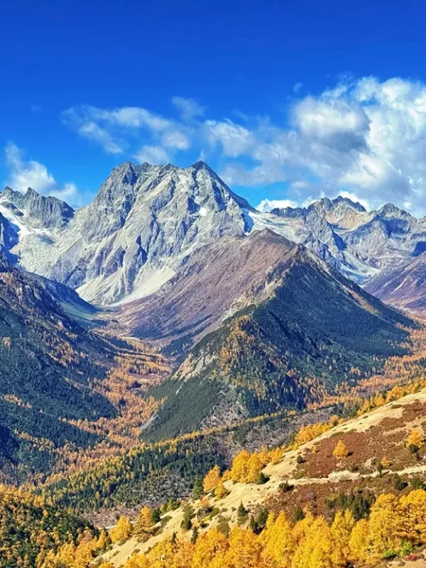 香格里拉秋季雪山與金黃色森林自然風景
