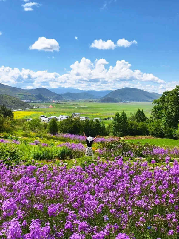 香格里拉夏季紫色花海與草原遠景風光
