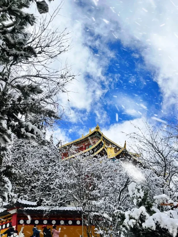 香格里拉獨克宗大佛寺，雪落千年藏式古寺，鎏金飛檐掩映銀白雪林，高原湛藍晴空飄灑飛雪，絕美藏地冬日佛國雪域仙境。